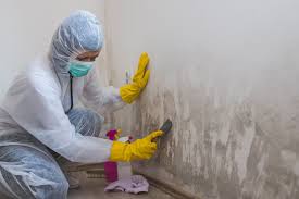 Best Mold Documentation for Insurance Claims in West Reading, PA